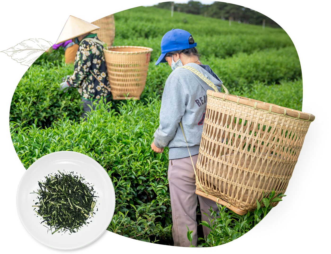 About Japanese Tea