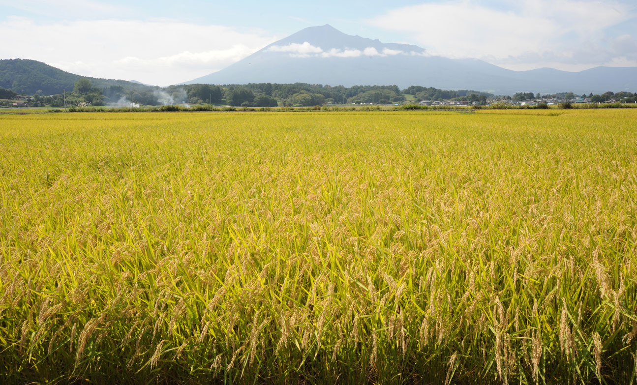 Photograph of rice paddies in Iwate Prefecture, one of Japan's leading rice-producing areas