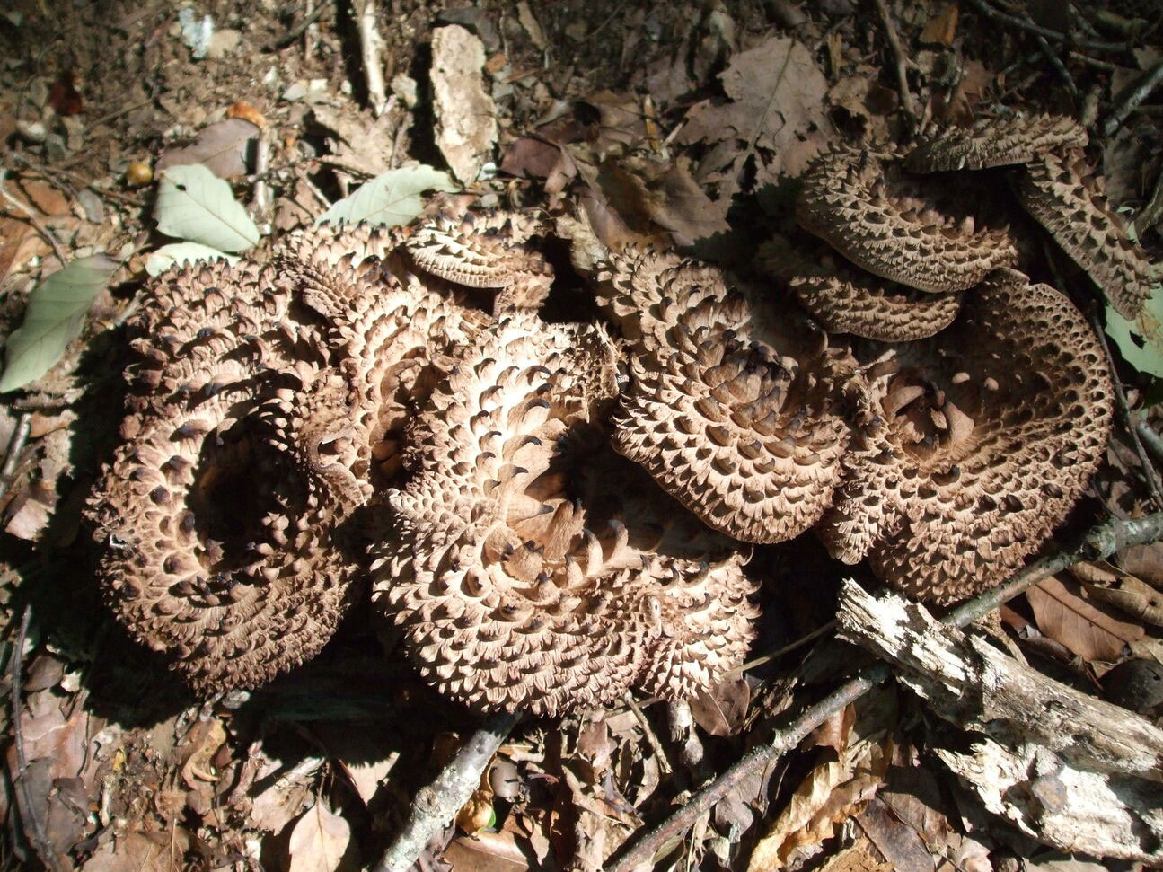 Photo of Kotake mushrooms from Iwate 