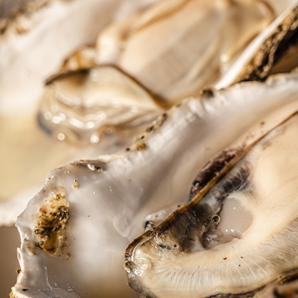 養殖在乾淨海域中成長的鰤魚🐟