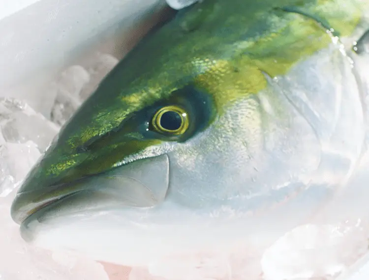 【日本產鰤魚】