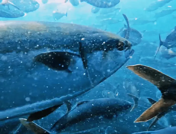 【日本產鰤魚】