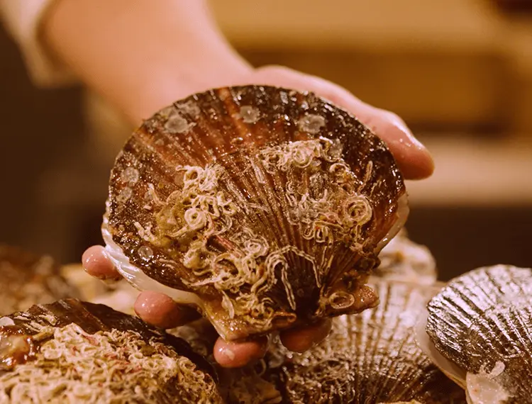 【日本產帆立貝】