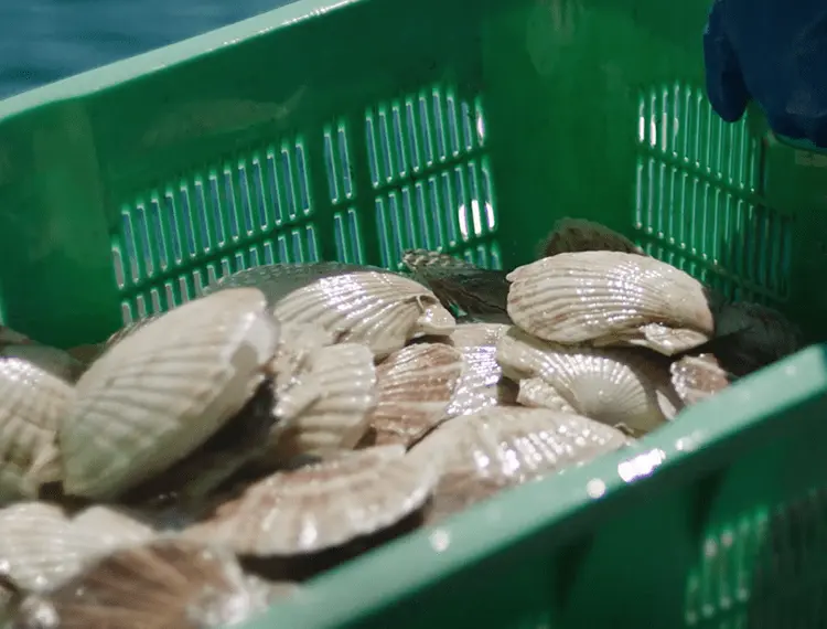 【日本產帆立貝】