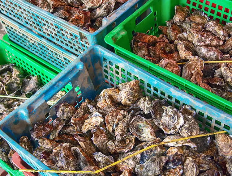 【日本產牡蠣】