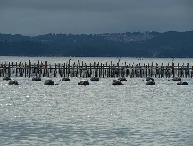 【日本產牡蠣】