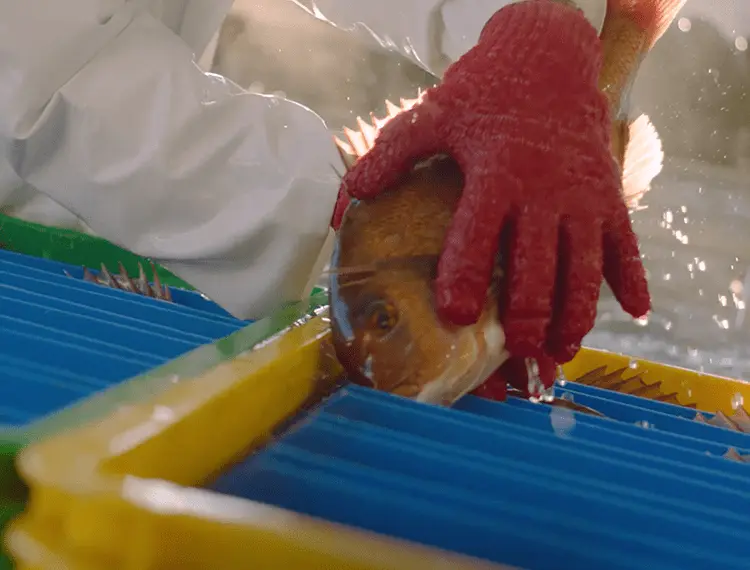 【日本產鯛魚】