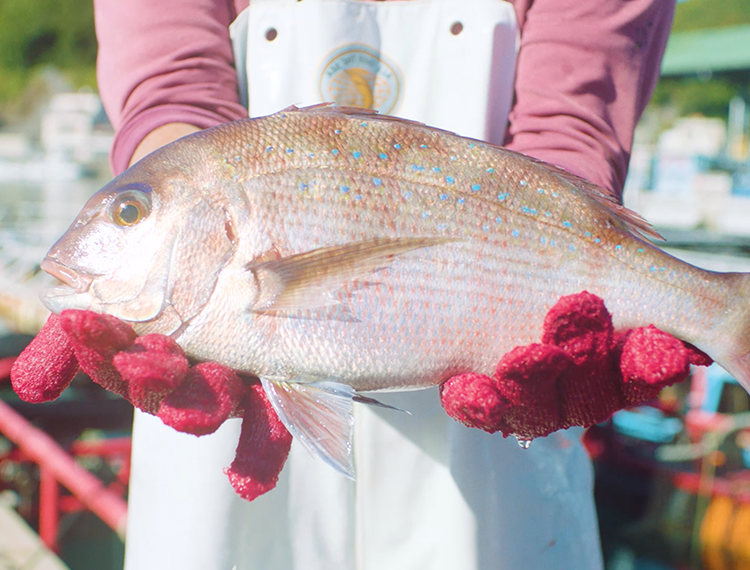 【鯛魚】