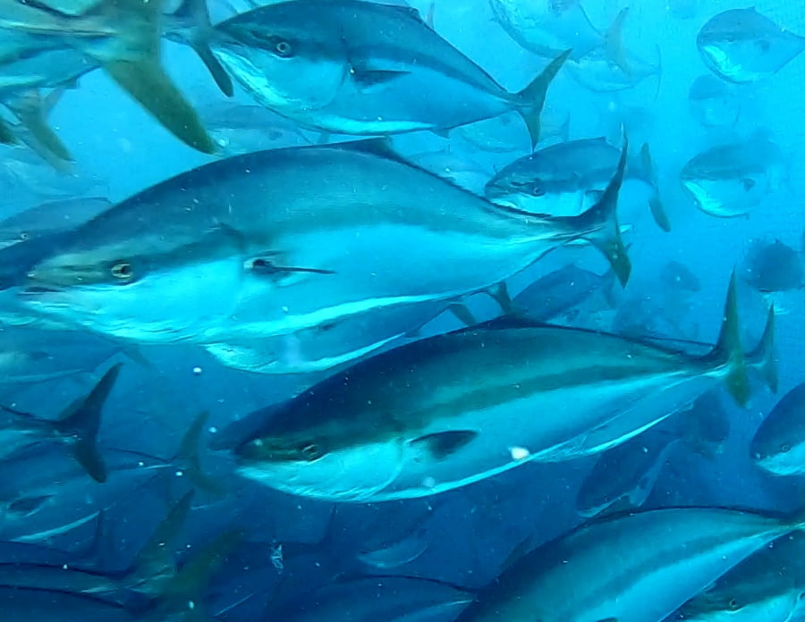 BURI image3