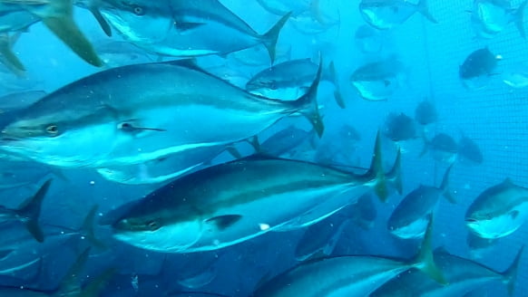 BURI image3