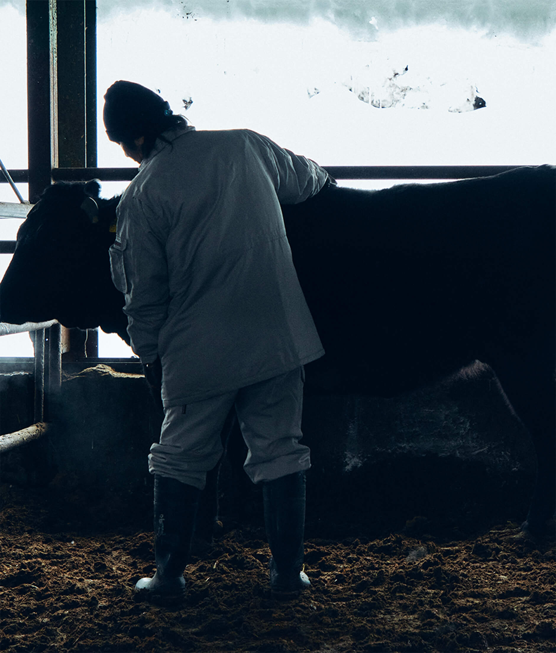 Gesunde Rinder dank einer individuellen Pflege